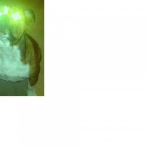 BullDogStarEyes