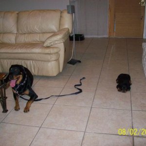 Jody and Apollo resting