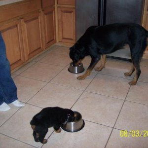 Jody and apollo eating