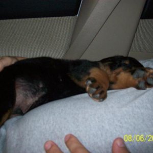 Apollo asleep on my lap