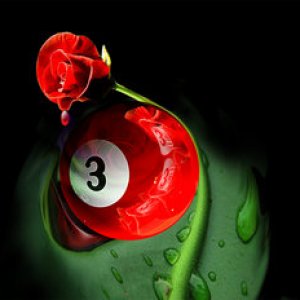 Third Rose