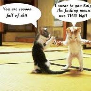 CATS