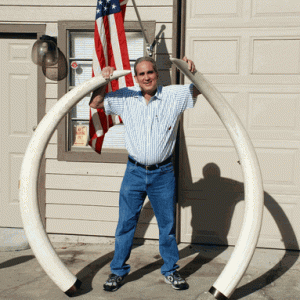 Joe, the owner of Cue Components holding a pair of their latest and largest pre ban aquisitions purchased recently. The tusks, a pair of the largest a