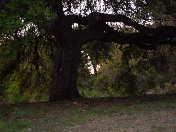 ~350 yr/old oak, with a midden nearby.