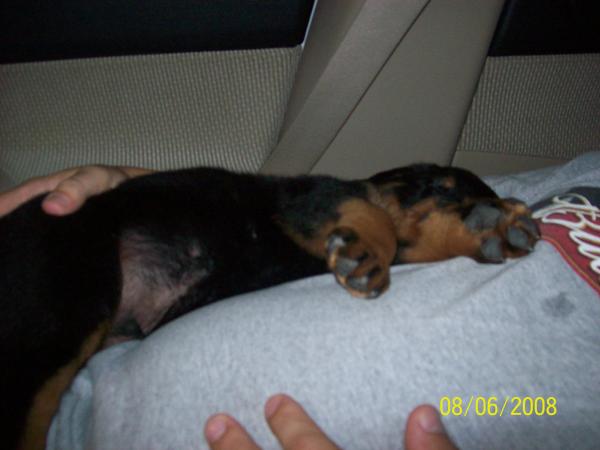 Apollo asleep on my lap