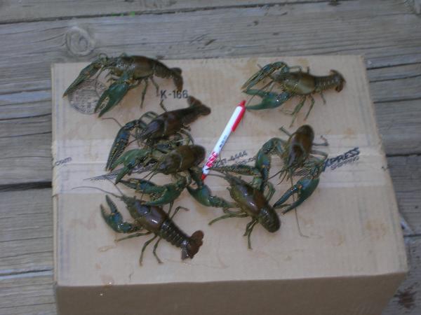 Big Mudbugs