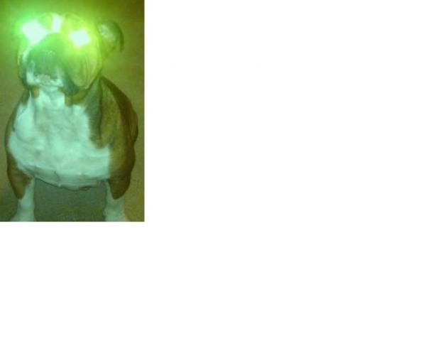 BullDogStarEyes
