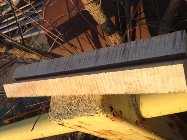 curly maple