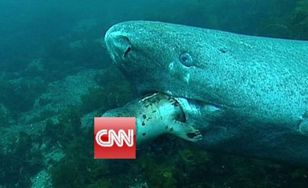 Green Shark Eats Seal via Cosmiq cnn