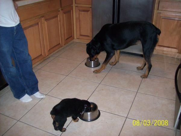 Jody and apollo eating