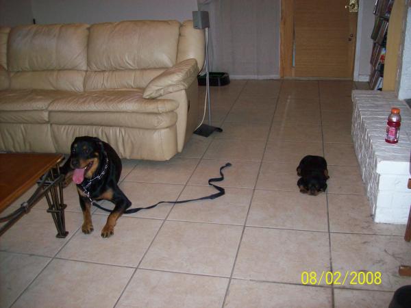 Jody and Apollo resting