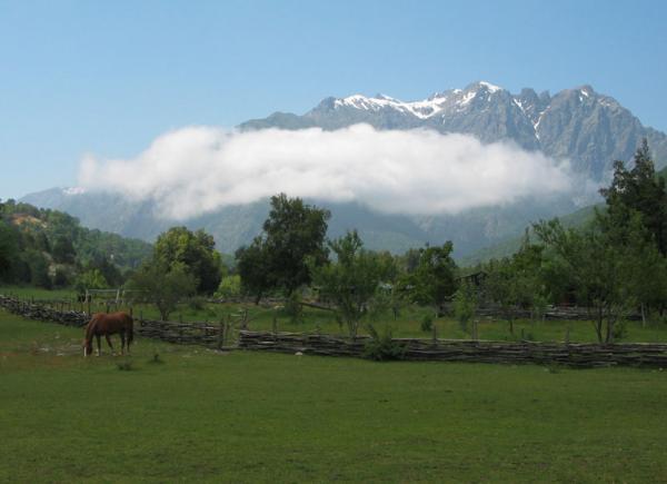 LasMulasfrontyard