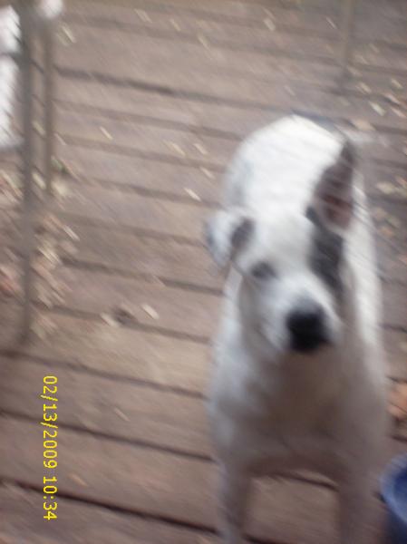 my dog now