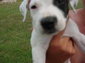 my dog when i first found her