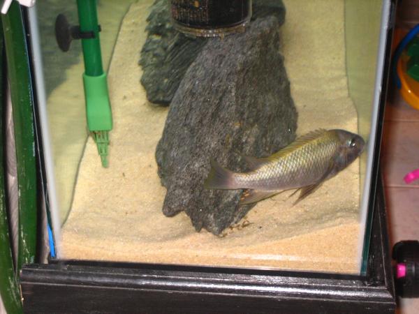 petrochromis polyodon