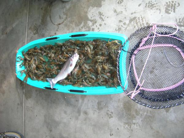 Poor trout