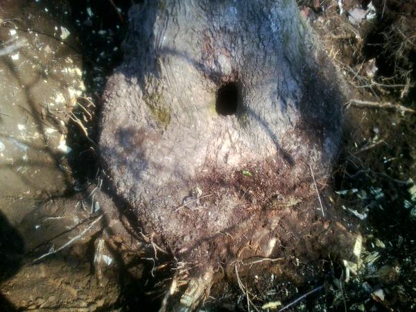 Poplar burl tree