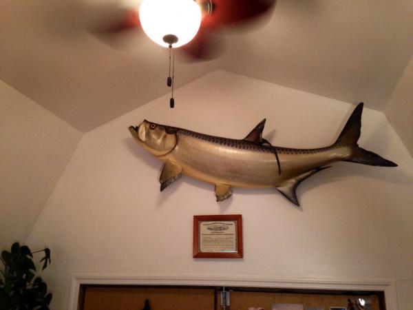 Tarpon (112 lbs. caught on 16# test Spinning Rod) mounted over 6' doorway. (Actually it's a small Tarpon, but my first mounted fish)