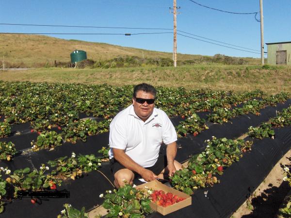 The new Immigrant picking Strawberries.. I just had to stop in California for these Strawberries.