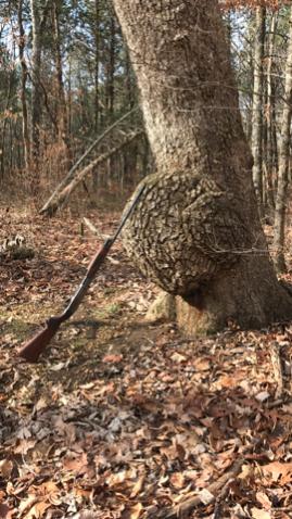 TN white oak